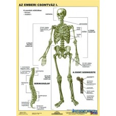 Tanulói munkalap, A4, STIEFEL 'Az emberi csontváz'